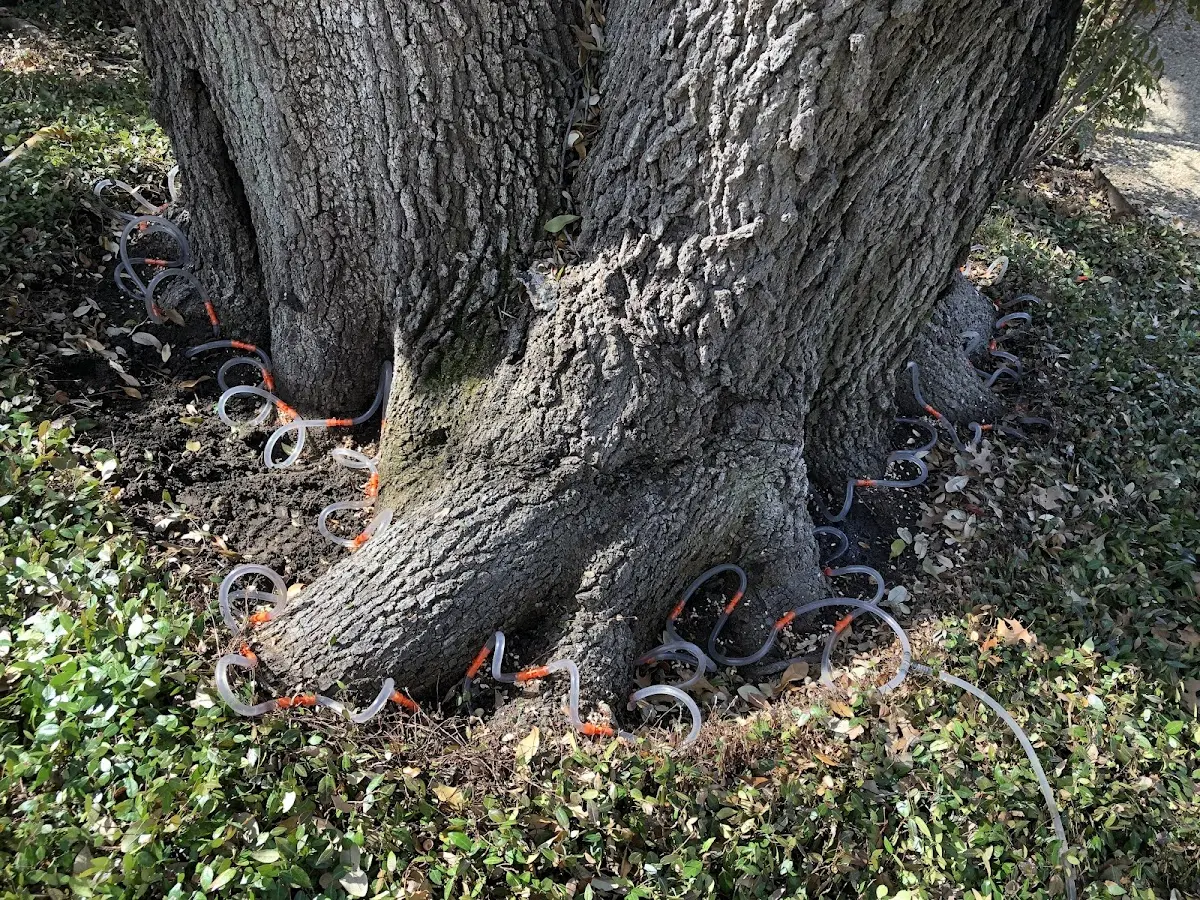 Detailed Tree Cabling and Bracing job site in Richland