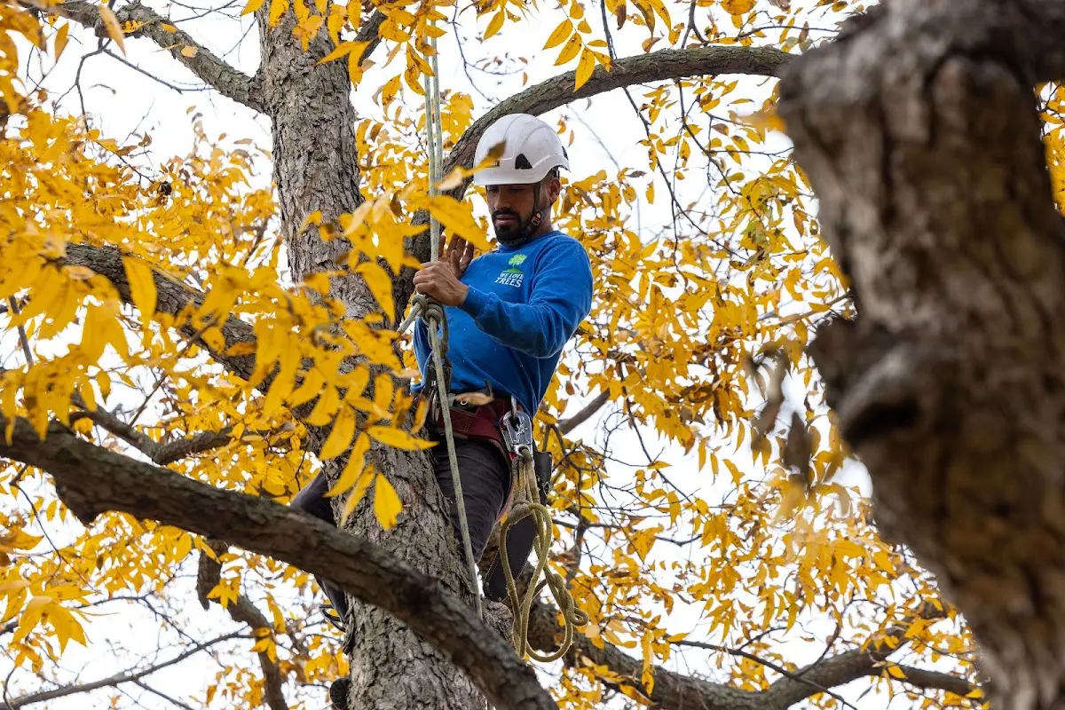 Skilled Tree Planing crew working in Richland
